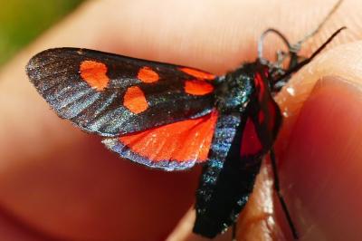 <i>Zygaena lonicerae</i>