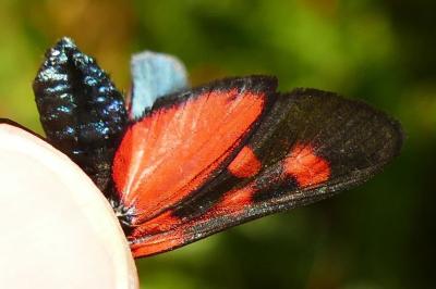 <i>Zygaena lonicerae</i>