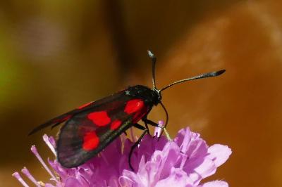 <i>Zygaena viciae</i>