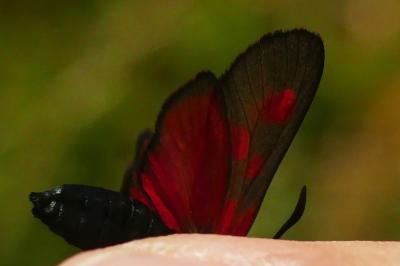 <i>Zygaena viciae</i>