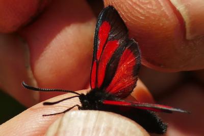 <i>Zygaena romeo</i>