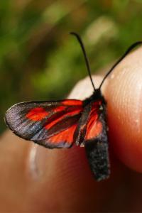 <i>Zygaena romeo</i>