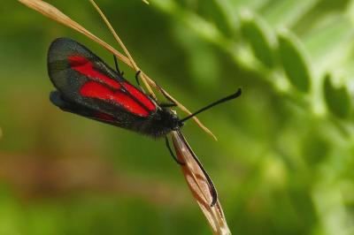 <i>Zygaena romeo</i>