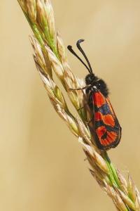 <i>Zygaena hilaris</i>