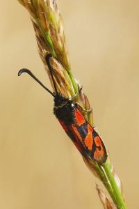 <i>Zygaena hilaris</i>