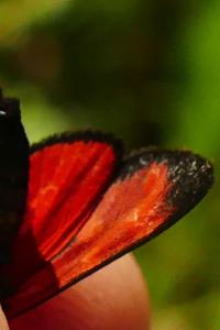 <i>Zygaena transalpina</i>