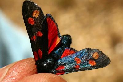 <i>Zygaena filipendulae</i>