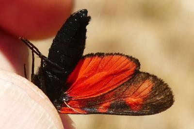 <i>Zygaena filipendulae</i>