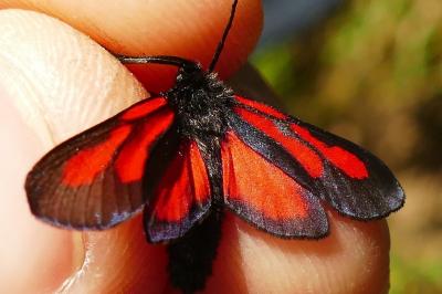 <i>Zygaena romeo</i>