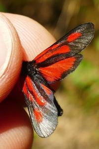 <i>Zygaena romeo</i>