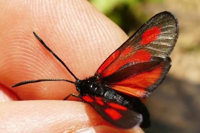 <i>Zygaena romeo</i>