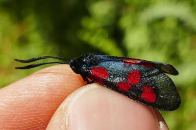 <i>Zygaena lonicerae</i>