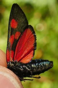 <i>Zygaena lonicerae</i>