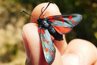 <i>Zygaena filipendulae</i>