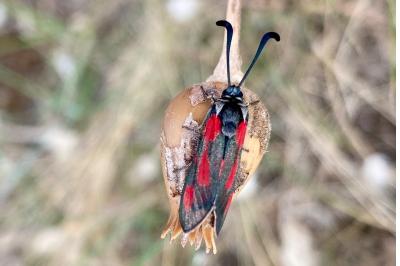 <i>Zygaena sarpedon</i>