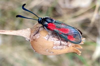 <i>Zygaena sarpedon</i>