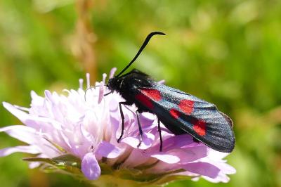 <i>Zygaena lonicerae</i>