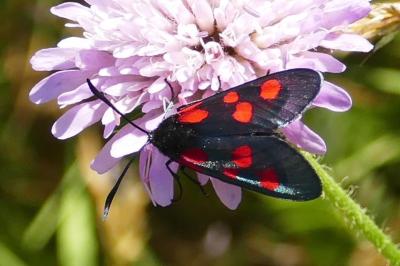 <i>Zygaena lonicerae</i>