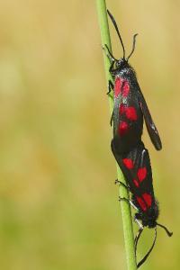 <i>Zygaena viciae</i>