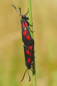 <i>Zygaena viciae</i>