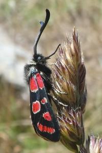 <i>Zygaena carniolica</i>