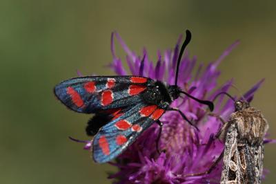 <i>Zygaena carniolica</i>