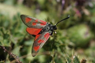 <i>Zygaena loti</i>