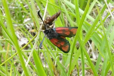 <i>Zygaena loti</i>