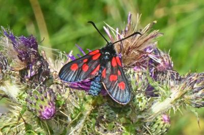 <i>Zygaena lonicerae</i>