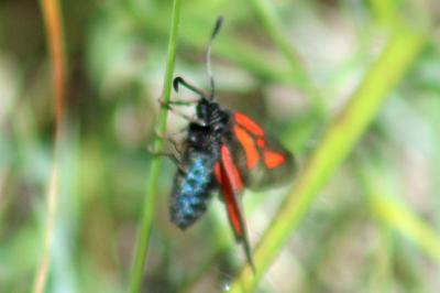 <i>Zygaena romeo</i>