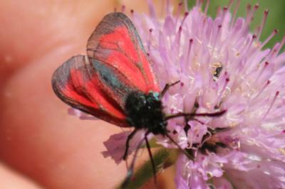 <i>Zygaena minos/purpuralis</i>