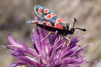 <i>Zygaena carniolica</i>
