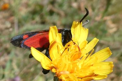 <i>Zygaena transalpina</i>