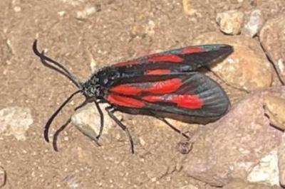 <i>Zygaena romeo</i>
