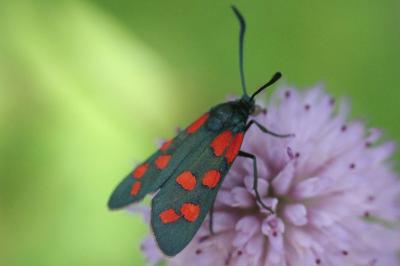 <i>Zygaena transalpina</i>