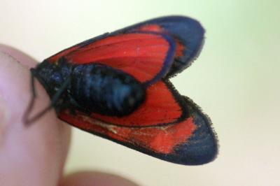 <i>Zygaena transalpina</i>