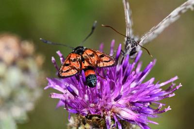 <i>Zygaena carniolica</i>