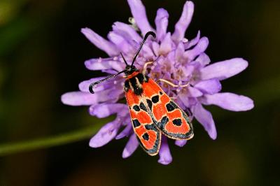 <i>Zygaena fausta</i>