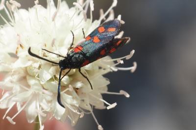 <i>Zygaena transalpina</i>