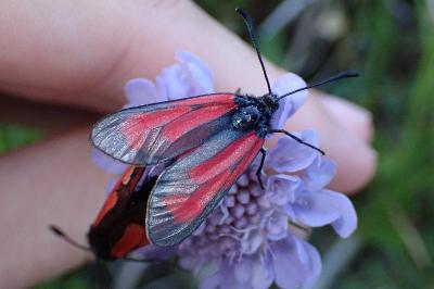 <i>Zygaena purpuralis</i>