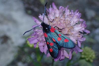 <i>Zygaena lonicerae</i>