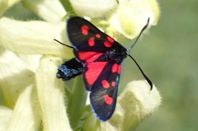 <i>Zygaena lonicerae</i>