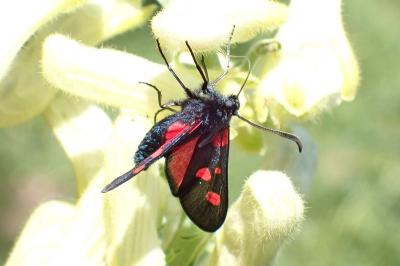 <i>Zygaena lonicerae</i>