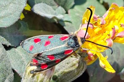 <i>Zygaena anthyllidis</i>