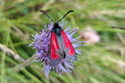 <i>Zygaena purpuralis</i>