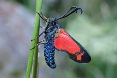 <i>Zygaena transalpina</i>