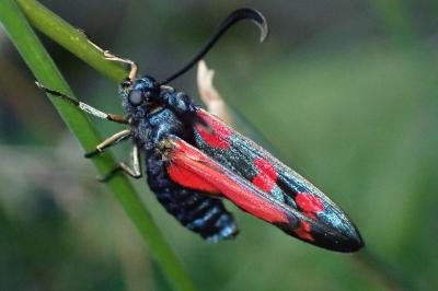 <i>Zygaena transalpina</i>