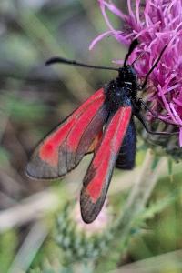 <i>Zygaena purpuralis</i>