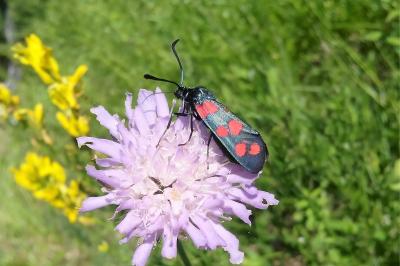 <i>Zygaena filipendulae/transalpina</i>
