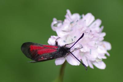 <i>Zygaena minos/purpuralis</i>